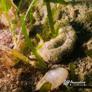 Mollusques » Gastéropode » Limaces de mer (opisthobranche) » Sacoglosse » Plakobranchus ocellatus
