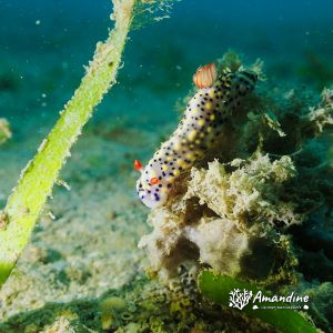 Mollusques » Gastéropode » Limaces de mer (opisthobranche) » Nudibranche » Doridien » Hypselodoris infucata