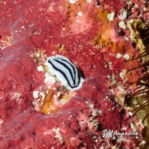 Mollusques » Gastéropode » Limaces de mer (opisthobranche) » Nudibranche » Doridien » Phyllidiopsis xishaensis