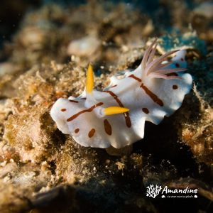 Mollusques » Gastéropode » Limaces de mer (opisthobranche) » Nudibranche » Doridien » Verconia catalai
