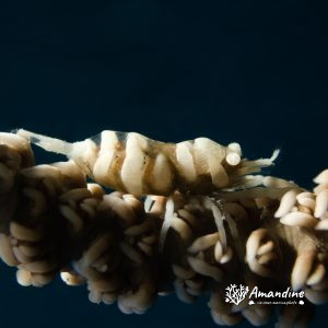 Crustacés » Crevette » Pontonides unciger