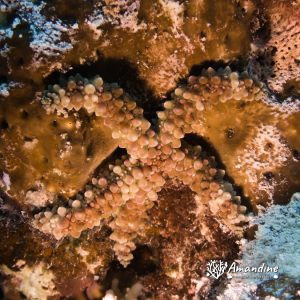 Échinodermes » Étoile de mer » Echinaster callosus
