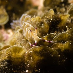 Mollusques » Gastéropode » Limaces de mer (opisthobranche) » Nudibranche » Éolidien » Pteraeolidia ianthina