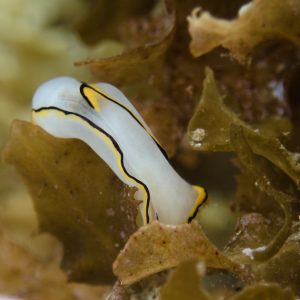 Mollusques » Gastéropode » Limaces de mer (opisthobranche) » Céphalaspide