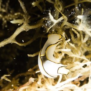 Mollusques » Gastéropode » Limaces de mer (opisthobranche) » Céphalaspide