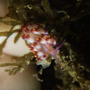 Mollusques » Gastéropode » Limaces de mer (opisthobranche) » Nudibranche » Éolidien » Flabellina rubrolineata