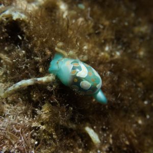 Mollusques » Gastéropode » Limaces de mer (opisthobranche) » Céphalaspide » Lamprohaminoea cymbalum