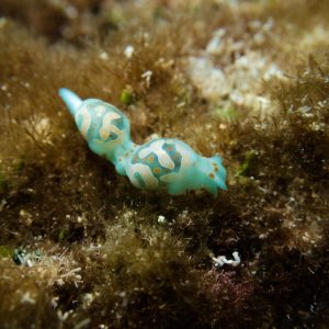 Mollusques » Gastéropode » Limaces de mer (opisthobranche) » Céphalaspide » Lamprohaminoea cymbalum