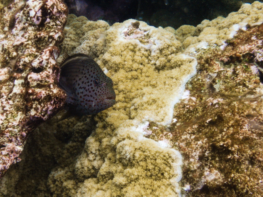 Paracirrhites forsteri