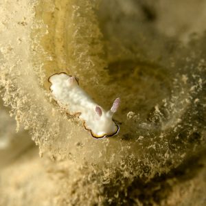 Mollusques » Gastéropode » Limaces de mer (opisthobranche) » Nudibranche » Doridien » Goniobranchus preciosa