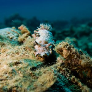 Mollusques » Gastéropode » Limaces de mer (opisthobranche) » Nudibranche » Doridien » Glossodoris cincta