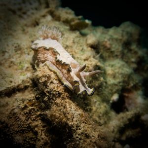 Mollusques » Gastéropode » Limaces de mer (opisthobranche) » Nudibranche » Doridien » Glossodoris cincta