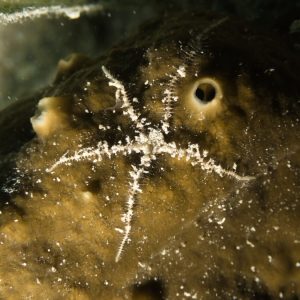 Échinodermes » Ophiure