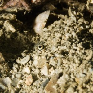 Mollusques » Gastéropode » Escargot marin (prosobranche) » Strombus luhuanus