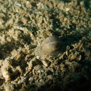 Mollusques » Gastéropode