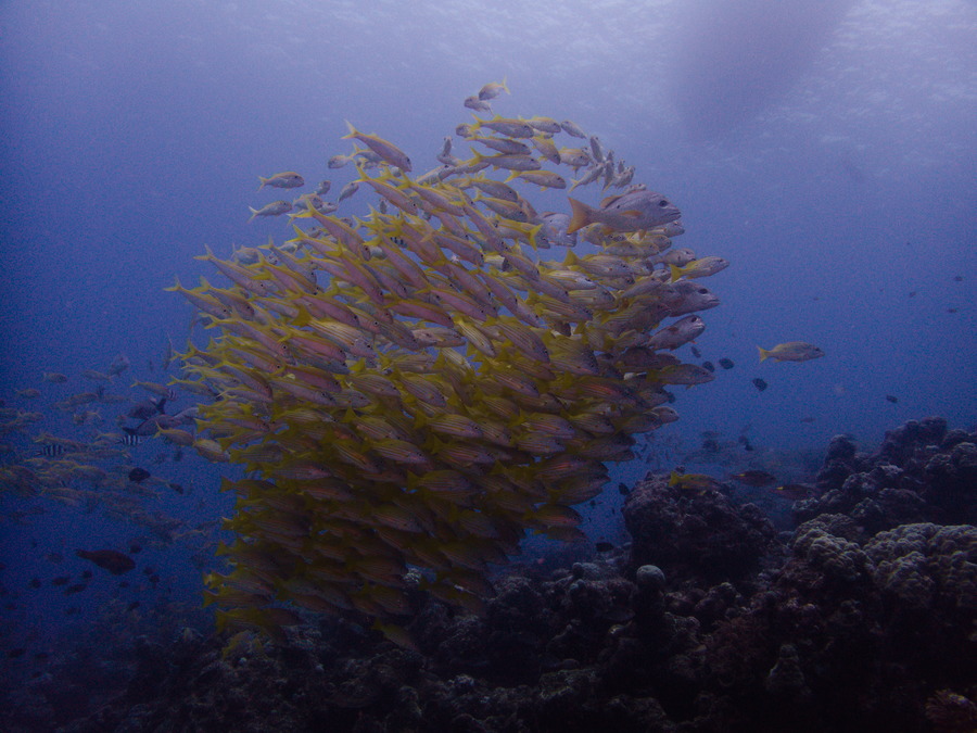 Poissons osseux