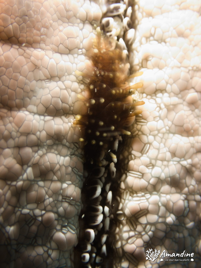 Gastrolepidia clavigera