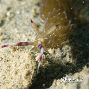 Mollusques » Gastéropode » Limaces de mer (opisthobranche) » Nudibranche » Éolidien » Pteraeolidia ianthina