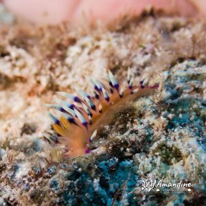 Mollusques » Gastéropode » Limaces de mer (opisthobranche) » Nudibranche » Éolidien » Flabellina exoptata