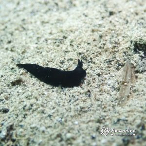 Mollusques » Gastéropode » Limaces de mer (opisthobranche) » Nudibranche » Doridien » Gymnodoris nigricolor