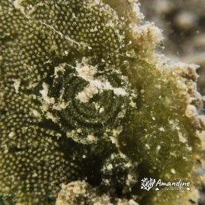 Mollusques » Gastéropode » Limaces de mer (opisthobranche) » Sacoglosse » Costasiella sp1