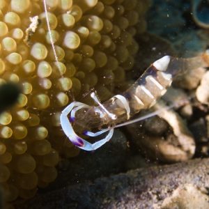 Crustacés » Crevette
