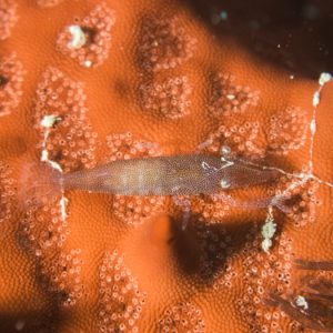 Crustacés » Crevette » Zenopontonia soror