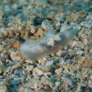 Mollusques » Gastéropode » Limaces de mer (opisthobranche) » Nudibranche » Doridien » Gymnodoris sp.