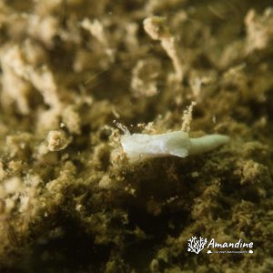 Mollusques » Gastéropode » Limaces de mer (opisthobranche) » Nudibranche » Doridien » Goniodoridella sp.