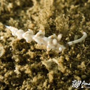 Mollusques » Gastéropode » Limaces de mer (opisthobranche) » Nudibranche » Éolidien » Samla bicolor
