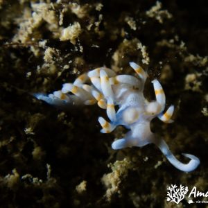 Mollusques » Gastéropode » Limaces de mer (opisthobranche) » Nudibranche » Éolidien » Samla bicolor