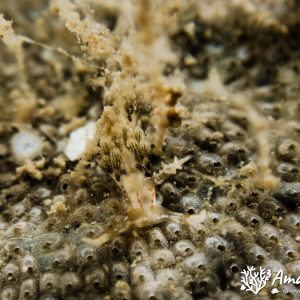 Mollusques » Gastéropode » Limaces de mer (opisthobranche) » Nudibranche » Éolidien » Phidiana bourailli
