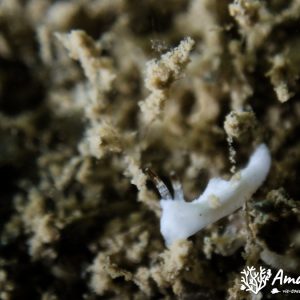 Mollusques » Gastéropode » Limaces de mer (opisthobranche) » Nudibranche » Doridien » Goniodoridella sp.