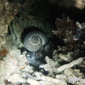 Mollusques » Gastéropode » Escargot marin (prosobranche)