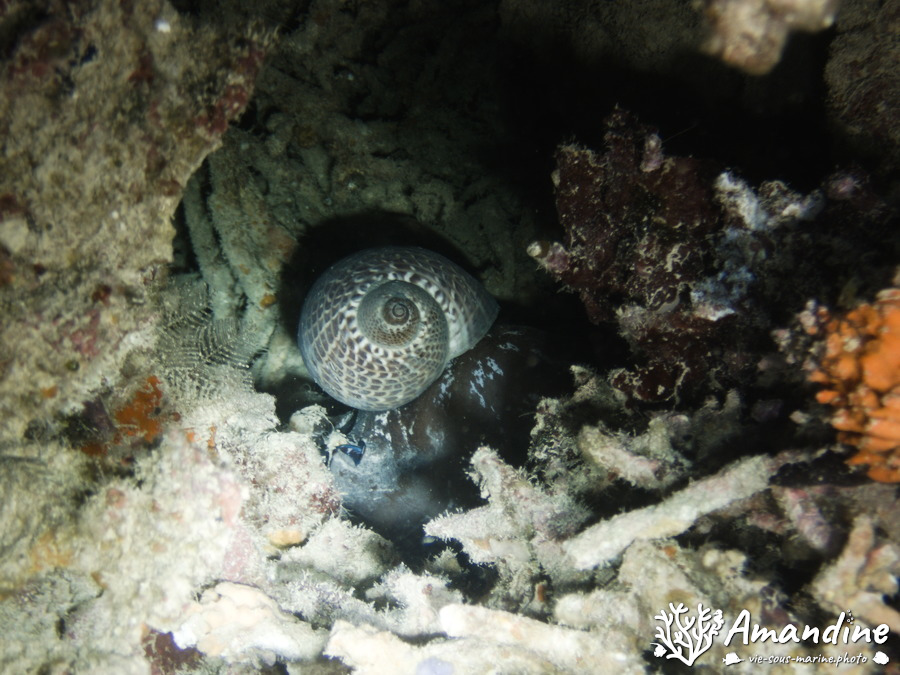 Escargot marin (prosobranche)