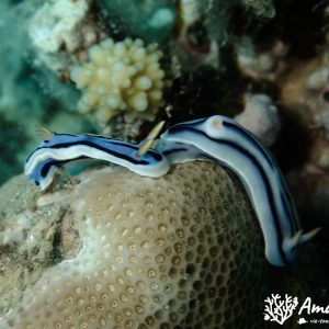 Mollusques » Gastéropode » Limaces de mer (opisthobranche) » Nudibranche » Doridien » Chromodoris lochi
