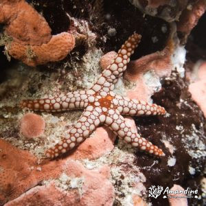 Échinodermes » Étoile de mer » Celerina heffernani