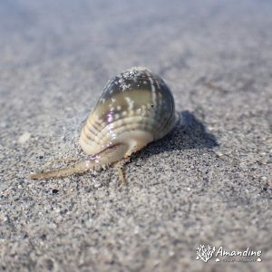 Mollusques » Gastéropode » Escargot marin (prosobranche)