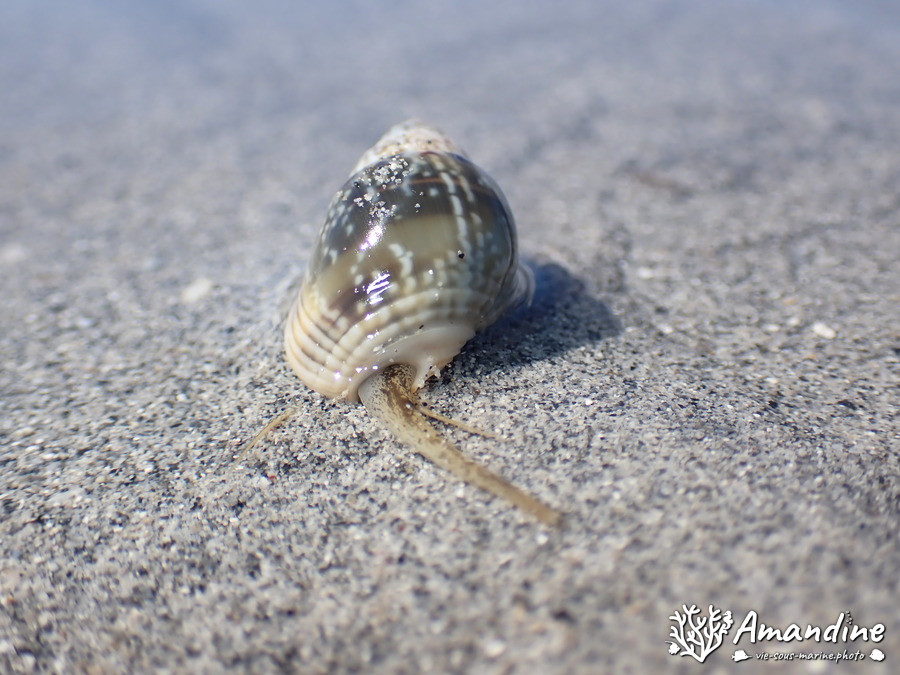 Escargot marin (prosobranche)