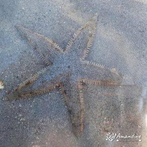 Échinodermes » Étoile de mer » Archaster typicus