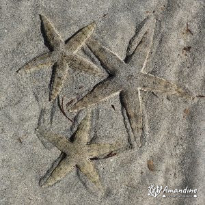Échinodermes » Étoile de mer » Archaster typicus
