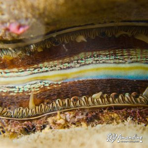 Mollusques » Bivalve