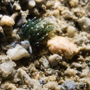 Mollusques » Gastéropode » Limaces de mer (opisthobranche) » Sacoglosse » Costasiella usagi