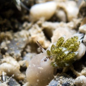 Mollusques » Gastéropode » Limaces de mer (opisthobranche) » Sacoglosse » Costasiella vegae