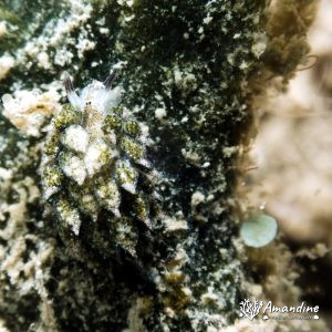 Mollusques » Gastéropode » Limaces de mer (opisthobranche) » Sacoglosse » Costasiella vegae