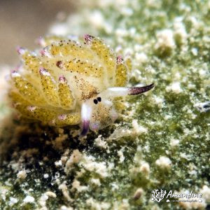 Mollusques » Gastéropode » Limaces de mer (opisthobranche) » Sacoglosse » Costasiella sp3