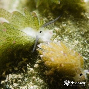 Mollusques » Gastéropode » Limaces de mer (opisthobranche) » Sacoglosse » Costasiella sp1