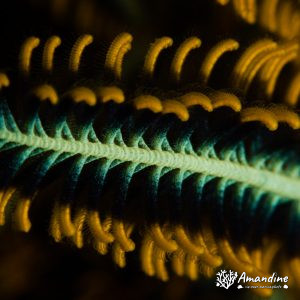Échinodermes » Crinoïde