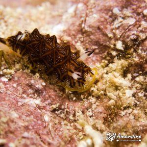 Mollusques » Gastéropode » Limaces de mer (opisthobranche) » Nudibranche » Doridien » Halgerda tessellata