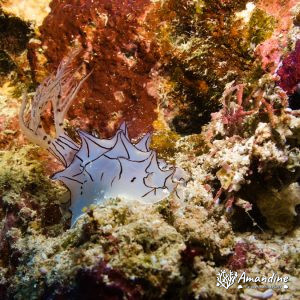 Mollusques » Gastéropode » Limaces de mer (opisthobranche) » Nudibranche » Doridien » Halgerda sp1.